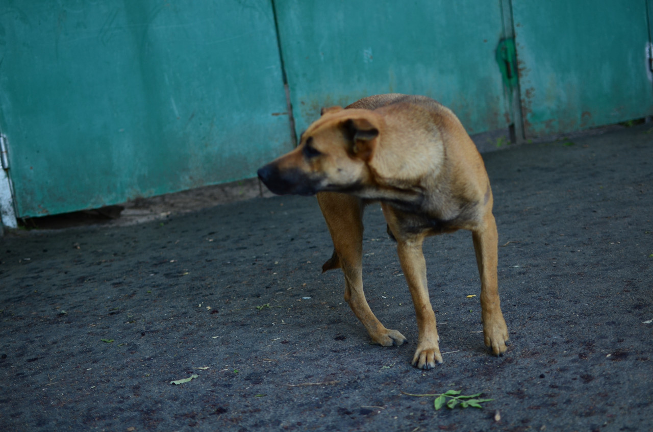 В Астраханской области определили сроки усыпления собак, признанных опасными, больными или травмированными