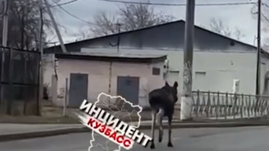 Появилось видео, как в Кузбассе лось бросается под колеса автомобилей