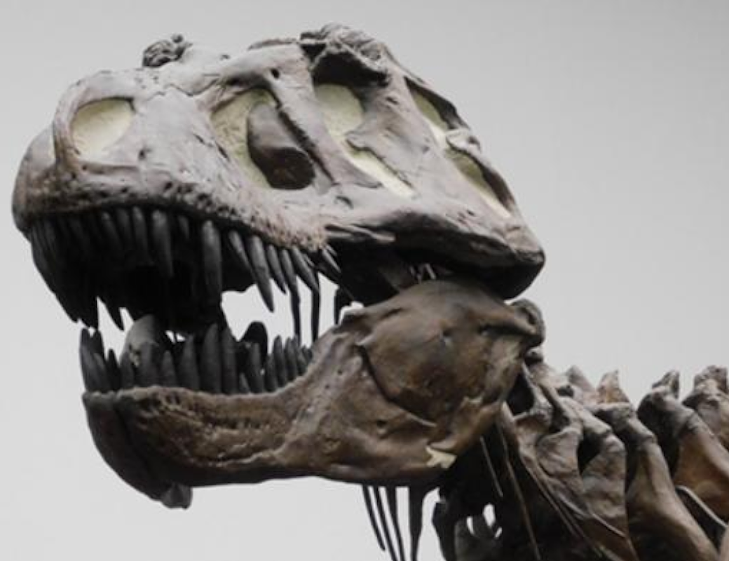 Тираннозавр рекс оказался не таким умным, как считалось ранее