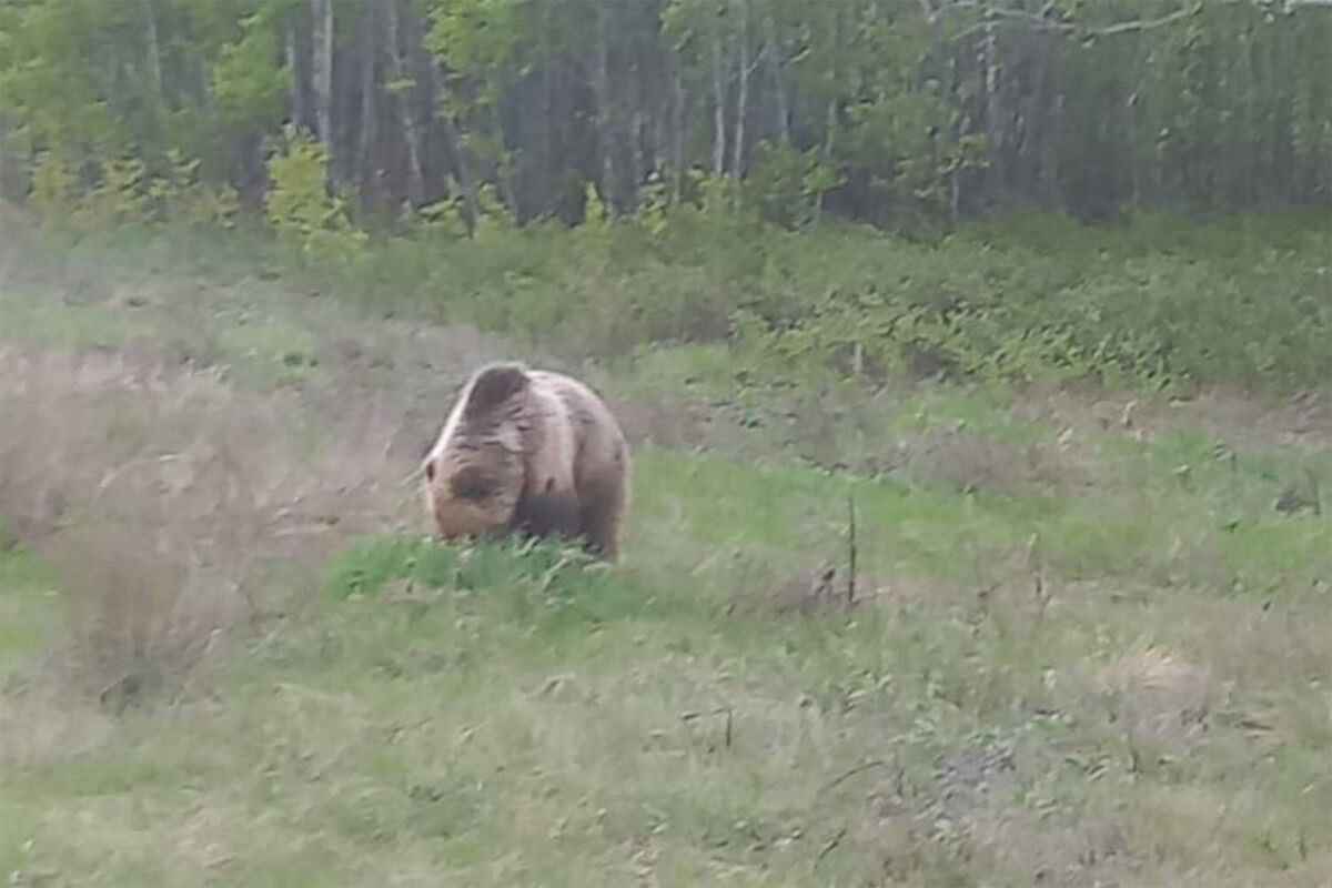 В Челябинской области пытаются поймать дикого медведя